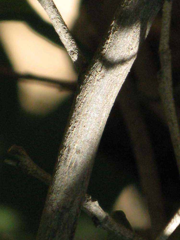                Second - third year twig (Dancy   Weshart, Riverside, CA)       